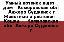 Умный котенок ищет  дом - Кемеровская обл., Анжеро-Судженск г. Животные и растения » Кошки   . Кемеровская обл.,Анжеро-Судженск г.